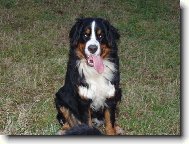 Berner Sennenhund