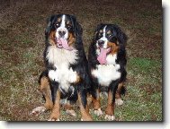 Berner Sennenhund