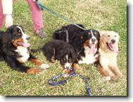 Berner Sennenhund