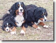 Berner Sennenhund