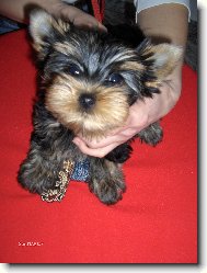 Jorkšírský terier, Yorkshire Terrier,