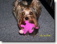 Jorkšírský terier, Yorkshire Terrier,