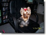 Jorkšírský terier, Yorkshire Terrier,