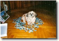 icu, Shih-Tzu