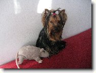 Jorkšírský terier, Yorkshire Terrier,