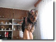 Jorkšírský terier, Yorkshire Terrier,