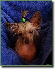 Chinese Crested Dog