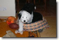 Bobtail
