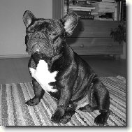 Bouledogue francais, French Bulldog