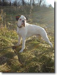 Deutscher Boxer