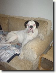 Deutscher Boxer