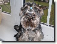 Jorkšírský terier, Yorkshire Terrier,