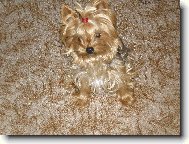 Jorkšírský terier, Yorkshire Terrier,