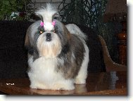 icu, Shih-Tzu