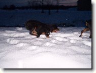 Rottweiler