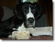 Deutsche Dogge