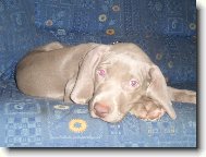 Weimaraner, Weimaraner Vorsterhund