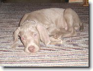 Weimaraner, Weimaraner Vorsterhund
