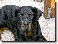 Rottweiler