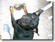 Rottweiler
