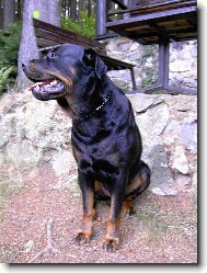 Rottweiler