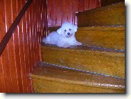 Bichon á poil frisé, Bichon Frise