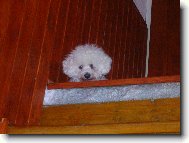 Bichon á poil frisé, Bichon Frise