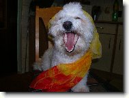 Bichon á poil frisé, Bichon Frise