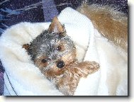 Jorkšírský terier, Yorkshire Terrier,
