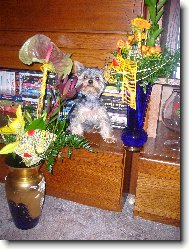 Jorkšírský terier, Yorkshire Terrier,