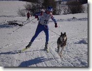 Siberian Husky