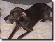 Deutsche Dogge