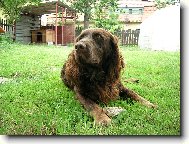 Deutscher Wachtelhund, German Spaniel
