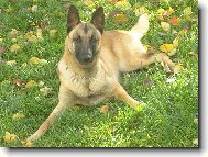 Chien de Berger Belge - Malinois
