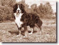 Berner Sennenhund