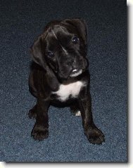 Deutscher Boxer