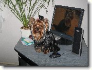 Jorkšírský terier, Yorkshire Terrier,