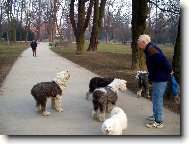 Bobtail