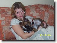 Deutscher Boxer