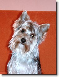 Jorkšírský terier, Yorkshire Terrier,