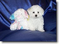 Bichon á poil frisé, Bichon Frise