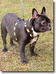 Bouledogue francais, French Bulldog