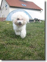 Bichon á poil frisé, Bichon Frise