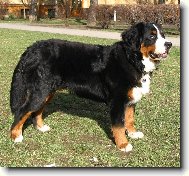 Berner Sennenhund