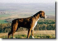 Deutscher Boxer