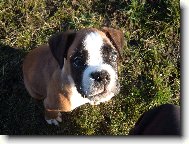 Deutscher Boxer