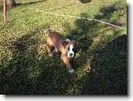 Deutscher Boxer