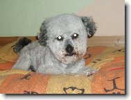 Bichon á poil frisé, Bichon Frise