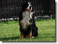 Berner Sennenhund