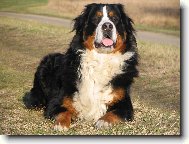 Berner Sennenhund
